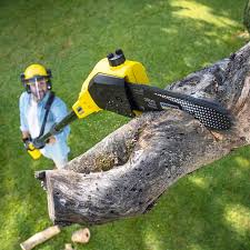 Trusted Franklin, MI Tree Care Services Experts