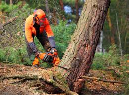 Best Tree Health Inspection  in Franklin, MI