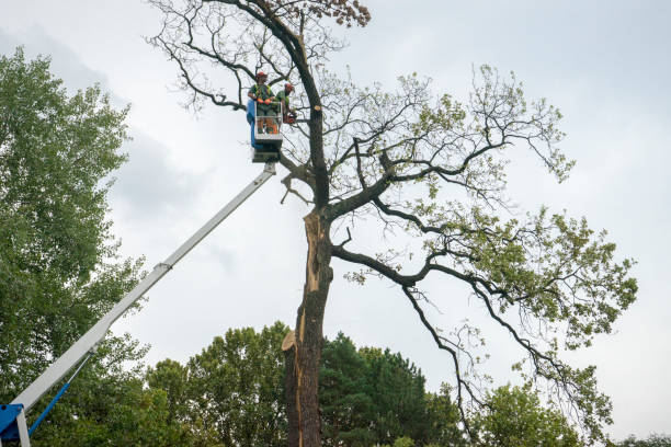 Best Storm Damage Tree Cleanup  in Franklin, MI