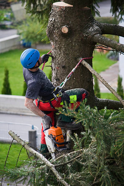 Lawn Renovation and Restoration in Franklin, MI