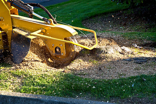 How Our Tree Care Process Works  in  Franklin, MI