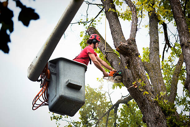 Best Root Management and Removal  in Franklin, MI